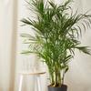 Bloomscape Bamboo Palm Plant With Pot - Grey