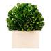 Gracie Oaks Boxwood Topiary in Pot Plastic | 4.5 H x 5.5 W x 7.1 D in | Wayfair A290B9F65D8C4176B23E33425088215B