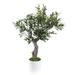 Dakota Fields Olive Tree in Pot Silk/Ceramic | 44 H x 30 W x 20 D in | Wayfair BF718C8DA2E644FC8A3ADBA4EFF68229