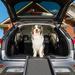 PetSafe Happy Ride Ultra Lite Folding Dog Ramp, 12 LBS, Black
