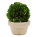 Primrue Boxwood Ball Topiary in Pot Preserved/Ceramic | 5.5 H x 4 W x 4 D in | Wayfair SSL1003GHY14SFS