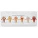 Brown 0.1 x 19 x 47 in Kitchen Mat - East Urban Home Human Anatomy Kitchen Mat, Polyester | 0.1 H x 19 W x 47 D in | Wayfair