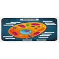 Navy 0.1 x 19 W in Kitchen Mat - East Urban Home Science At School Cell Of An Animal Colorful Display Medical Studies Nucleus Multicolor Kitchen Mat Synthetics | Wayfair