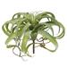 Primrue 14" Large Artificial Tillandsia Succulent Plant Plastic | 10 H x 14 W x 14 D in | Wayfair 396413B63506422D909DB2A5188077FD