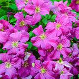 Clematis Mazurek