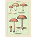 Buyenlarge Edible Fungi: Boletus Granulatus & Versipellis Graphic Art in White | 36 H x 24 W in | Wayfair 0-587-04904-9C2436