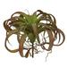 Primrue 14" Large Artificial Tillandsia Succulent Plant Plastic | 10 H x 14 W x 14 D in | Wayfair 0EC670C17A1B4201AE0C85608D2FE6F8