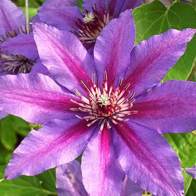 Clematis Starry Night Vancouver