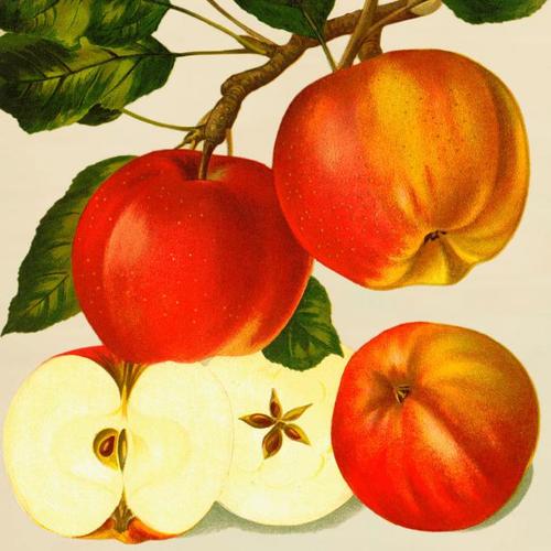 Apfel Altländer Pfannkuchen, im ca. 28 cm-Topf
