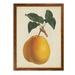 August Grove® 'Antique Pear Botanical II' by Paul Cezanne - Picture Frame Painting Print Canvas in Green/Orange | 22 H x 16 W x 1 D in | Wayfair