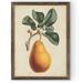 August Grove® 'Antique Pear Botanical I' by Paul Cezanne - Picture Frame Painting Print Canvas in Green/Orange | 22 H x 16 W x 1 D in | Wayfair