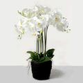 Corsage Creations Artificial Real Touch Potted White Orchid Plant in Moss Style Pot x 58cm