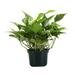 Thorsen's Greenhouse Live Golden Pothos Plant | 11 H x 4.5 D in | Wayfair 6 Golden Pothos