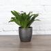 Thorsen's Greenhouse Live Janet Craig Compacta Plant in Classic Pot in Gray | 9 H x 4.5 D in | Wayfair 4 Janet Craig Compacta-Core-Brushed Silver