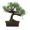 Pino nero - 39 cm - Pinus Thunbergii