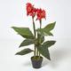 HOMESCAPES Large Artificial Canna Lily Plant 90 cm Tall with Wood Effect Trunk & Faux Red Flowers in Black Pot with Faux Moss Indoor Replica Plant for Home or Office Decoration