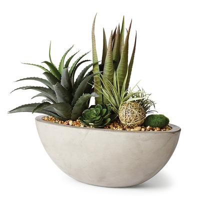 Agava, Aloe And Echeveria in Cement Bowl - Frontgate