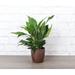 Thorsen's Greenhouse Live Peace Lily Plant in Classic Pot, Copper | 16 H x 4.5 D in | Wayfair 4 Spath-Core-Copper