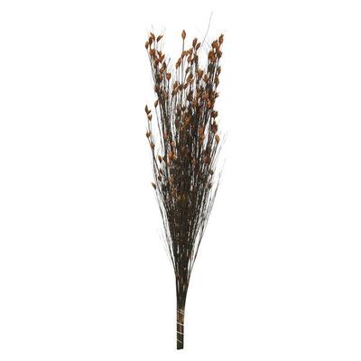 Vickerman 648568 - 36-40" Bell Grass w/Autumn Pod Bundle (H1BFL750) Dried and Preserved Grass