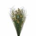 Vickerman 648582 - 15-20" Bell Grass w/Natural Pod Bundle (H1BFS000) Dried and Preserved Grass