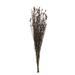 Vickerman 648575 - 36-40" Bell Grass w/Brown Pod Bundle (H1BFL800) Dried and Preserved Grass