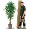 Ficus Artificiale Elegance Variegato - Tronco Liana - In varie misure da 150 e 175 cm. - 175