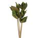 Vickerman 651230 - 16" Basil Sora Pod on Stem - 5/Pk (H2SOR100) Dried and Preserved Pods