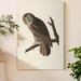 Loon Peak® 'Pl 351 Great Cinereous Owl' - Wrapped Canvas Painting Print Canvas in Brown/Gray/Green | 12 H x 8 W x 1 D in | Wayfair
