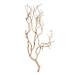Vickerman 653708 - 24" Sand Blasted Manzanita Tree Branch (H4MANSB2) Dried and Preserved Branches