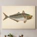 Rosecliff Heights 'Donovan Antique Fish III' - Painting Print on Canvas Canvas, Solid Wood in Blue/Green/White | 20 H x 16 W x 1 D in | Wayfair