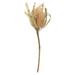 Vickerman 656693 - 12" Natural Banksia Flower Stem 3/PK (H1BAJ000-3) Dried and Preserved Flowering Plants
