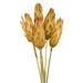 Vickerman 649732 - 8-12" Cream Repens on Nat Stem 180/Cs (H1REP000) Dried and Preserved Flowering Plants