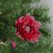 Northlight Seasonal 20.75" Feather Peony Artificial Christmas Floral Pick Plastic | 20.75 H x 5 W x 5 D in | Wayfair NORTHLIGHT JA25710