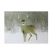 Northlight Seasonal Fiber Optic Lighted Majestic Buck Canvas Wall Art 12" x 15.75" Canvas in Green/White | 12 H x 15.75 W x 1 D in | Wayfair