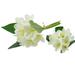 Primrue Real Touch Lifelike Faux Frangipani Bush in Green | 13 H x 6 W x 6 D in | Wayfair 399B79F48F904142933DFD15786112F5