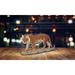 Bungalow Rose Bengal Tiger Standing on Rock Wild Cat Figurine Resin in Orange | 6 H x 8 W x 3 D in | Wayfair BFC1F0A5ED204AAE826265A4F127EF59