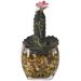 Primrue Mini Finger Cactus & Wild Succulent Floor Plant in Jar Glass/Plastic | 8 H x 6 W x 6 D in | Wayfair 9D3D0346F23349EFBC2514D8FB9B40F8