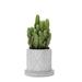 Dakota Fields 2-Piece Concrete Pot Planter Set Concrete in Gray | 3.93 H x 4.25 W x 3.93 D in | Wayfair FB1D97F1CB764D359238BEB6F3FFA4BB