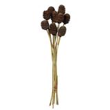 Vickerman 649428 - 18-24" Natural Brown Platy Cone on Stem (H1PLC800) Dried and Preserved Reeds and Bamboo