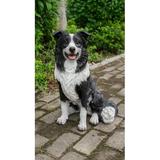 Hi- Line Gift 87689 Decorative Border Collie Sitting Dog Statue