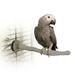 K&H Pet Products Thermo-Perch Bird Perch Medium Gray