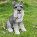 HI-LINE GIFT LTD. GREY SCHNAUZER STATUE