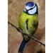 Toland Home Garden Resting Finch Bird Flag Double Sided 28x40 Inch