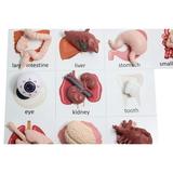 Montessori Human Organ Match - Miniature Body Parts with Cards to Match - Early Childhood Biology Learning Toy