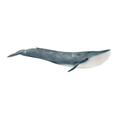 Schleich Wild Life Blue Whale Toy Figurine