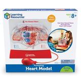 Learning Resources Pumping Heart Model - 1 Piece Grades 3+ | Ages 8+ Educational Science Kit Science Education Supplies Science Teaching Supplies