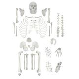 Disarticulated Human Skeleton Full Medical Quality Life Sized (62 Model Height) - 23 Intervertebral Discs 3 Part Skull with Movable Jaw Left Hand and Foot Jointed - hBARSCI