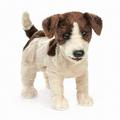 Folkmanis 2848 Jack Russell Terrier Hand Puppet Smooth Coat