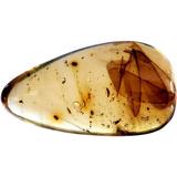 Genuine Amber Fossil Specimen - Multiple Insect Inclusions - Naturally Formed from Colombia with Bugs Inside - Museum Grade A-Grade - Great Collectible - Piece #17 (28mm x 17mm)