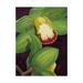 Trademark Fine Art Floral Canvas Art Lime Orchid Ii by Jason Higby